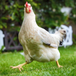 [TCC] The Chicken Army