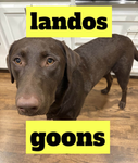 landos goons