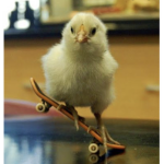 Chicken wing culture