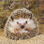 The_Hedgehog_Fan Group