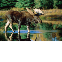 moose traning