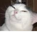 。、smug cats cult