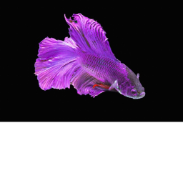 goodbye pixie the betta