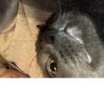 Cat Godds