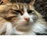 Cats_Rule