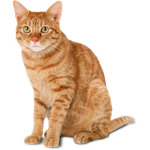 Cat Rules