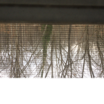 Treemanlol