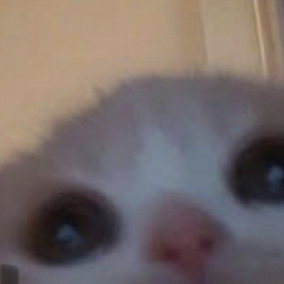 ✦