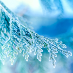 Frosted*