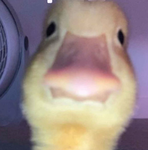 Ducksarecool:D