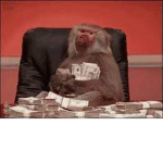 THE MULA BABOONS