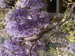 - Lavender squad -