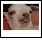 weird goat squad