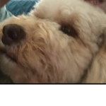 Pets and friends