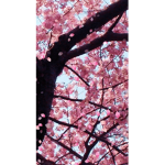 ~Roblox blossom~