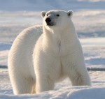 Ice bear sims