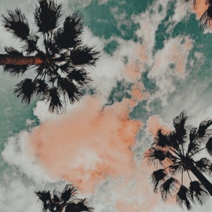 Palm Tree Picture Roblox asset preview