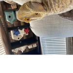 I miss you buddy