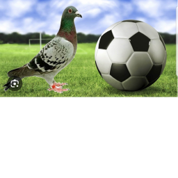 pidgeon footballs gamef