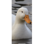 United Ducky Kingdom