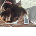 Luna is a dog
