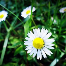 Daisys