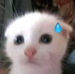 ~fãs da yuki~