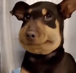 Wonky bananas