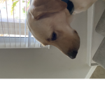 Dog……