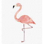 The baby dancing flamingos