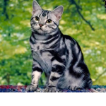 The cat squad123