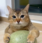 Vro!