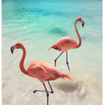 Ilenia_flamingo