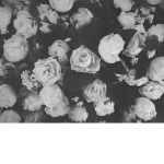 Dead_Roses