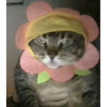 Pastel's Cats