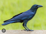 Office Crow group