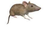 Rat on Head