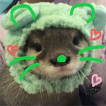 pandass/cute