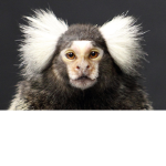 MONKEY12384844888888888888888888888884848848484858