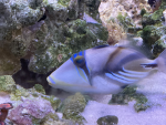 the group that likes fishes