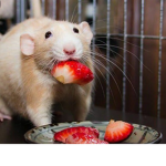 the RAT clang