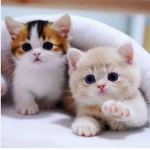 thebestbffs