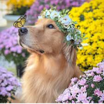 Golden retrievers friends