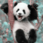 • the pretty pandas•