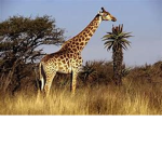 The Wildlife Protectors