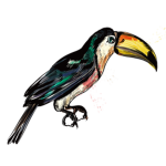 International Bird Association