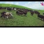Moo moo I like cows to