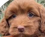 Puppy lincoln