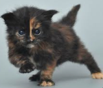 *+Kitty>Paw+*