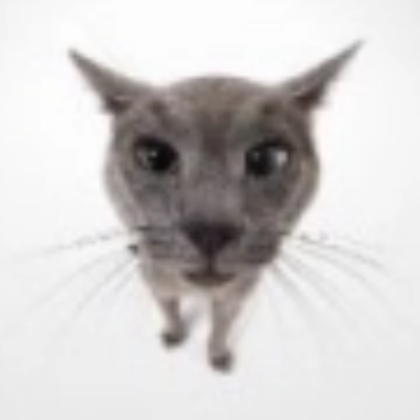 cat Roblox decal